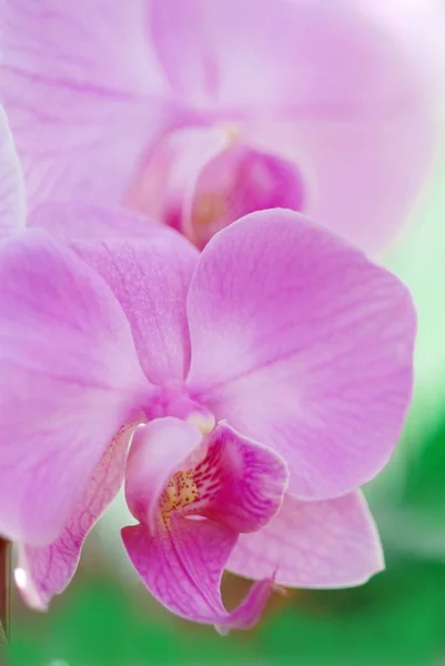 Belas Pétalas Flores Orquídea — Fotografia de Stock