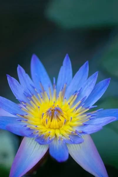 Lotusblomma Enkelhet Flora — Stockfoto