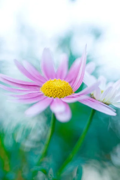 Malowniczy Widok Piękne Kwiaty Marguerite — Zdjęcie stockowe
