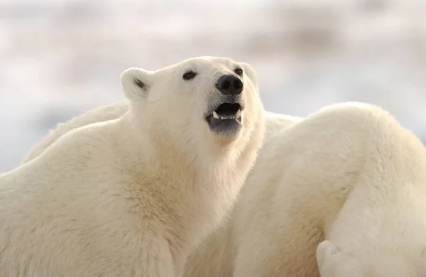 Oso Polar Nieve —  Fotos de Stock