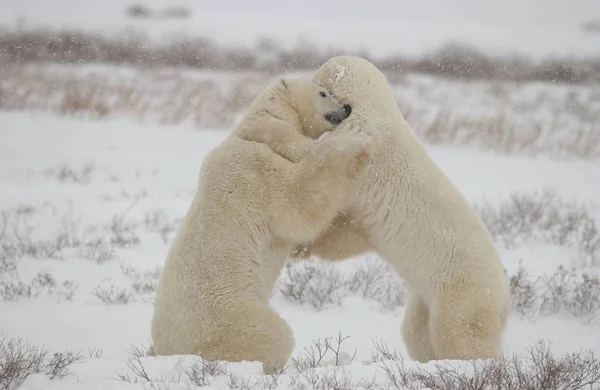 White Polar Bears Animals — Stock Photo, Image