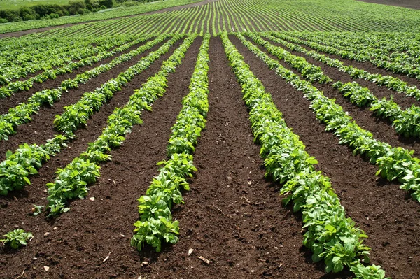 Lijnen Van Groene Groenten Een Landbouwbedrijf — Stockfoto