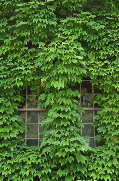 Зеленые Листья Плюща Стене — стоковое фото