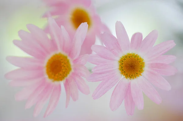 Malerischer Blick Auf Schöne Margeritenblüten — Stockfoto