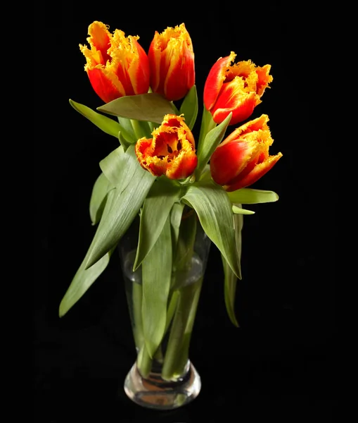 Red Tulips Black Background — Stock Photo, Image