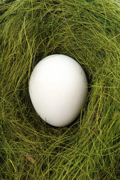 Яйцо Лежит Гнезде — стоковое фото