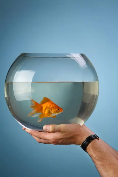 Handen Van Mens Houden Een Rond Aquarium Vast Waarin Gouden — Stockfoto