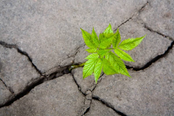 Small Green Sprout Dry Cracked Soil — Stock Photo, Image