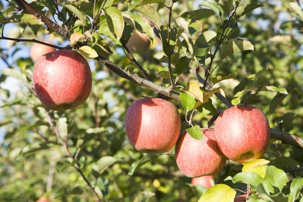 Свіжі Стиглі Яблука Здорове Харчування — стокове фото