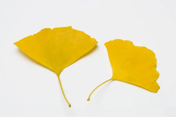 銀杏の木の葉 — ストック写真