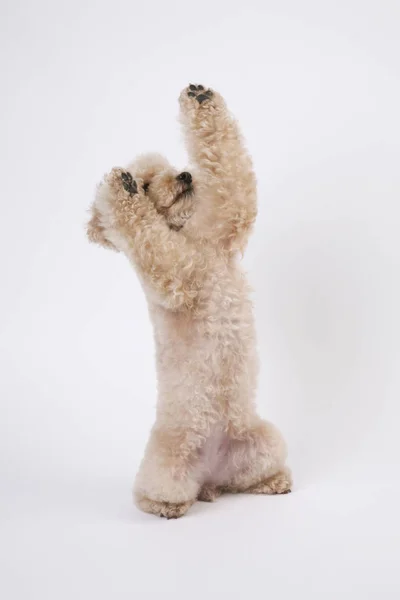 Poedelhond Gekrulde Hond — Stockfoto