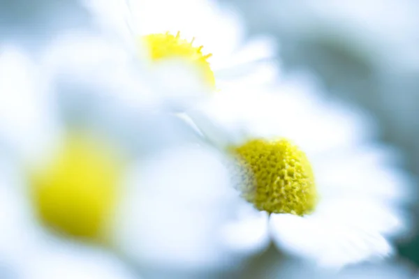 Chrysanthemen Sommer Blütenblätter Flora — Stockfoto