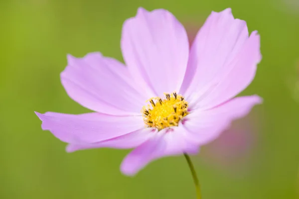 Sommarfält Blommor Kronblad Cosmos Blomma — Stockfoto