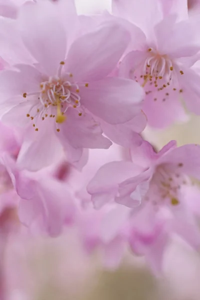 Ağaçtaki Kiraz Çiçekleri — Stok fotoğraf