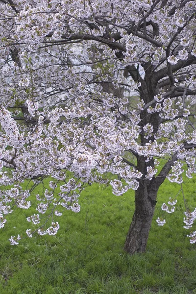 Flores Cereja Flores Árvore — Fotografia de Stock