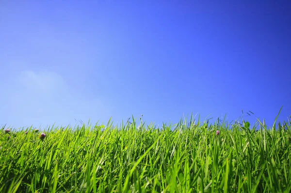 Зеленый Грасс Голубое Небо — стоковое фото