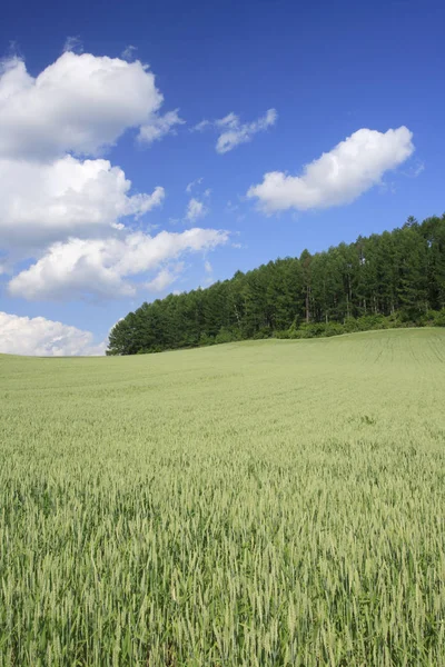 Krajina Zemědělství Pěstování Obilovin — Stock fotografie