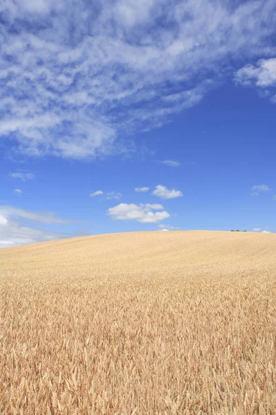 Paisaje Agrícola Rural Cultivo Cereales — Foto de Stock