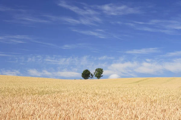 Landbouwgrond Grasland — Stockfoto