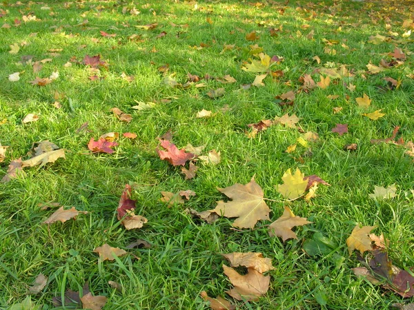 緑の草に秋のカエデを葉します — ストック写真