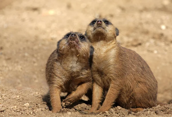 Fauna Selvatica Del Suricato Suricata Suricatta — Foto Stock