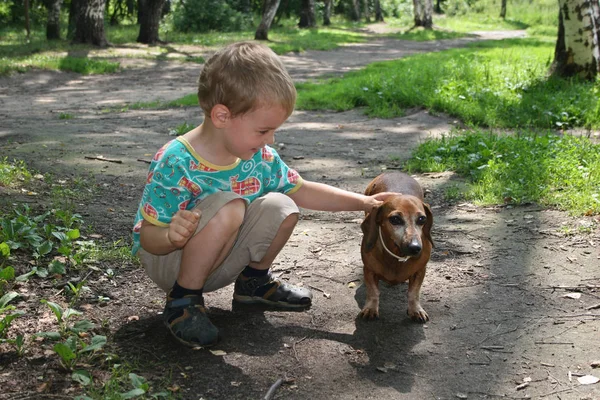 Αγόρι Badgerdog — Φωτογραφία Αρχείου