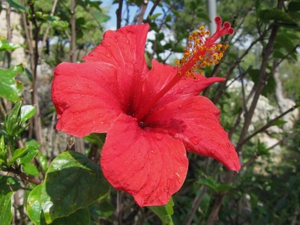 Hibiscus Bloem Regen — Stockfoto