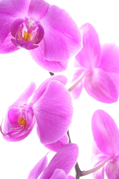 Természetes Orchidea Virág Virágzás Növény — Stock Fotó