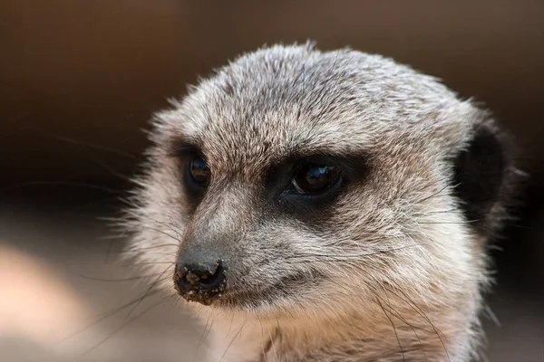 Portret Van Meerkat Overdag — Stockfoto