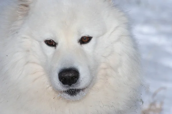 Retrato Samoyed Durante Caminhada Inverno — Fotografia de Stock