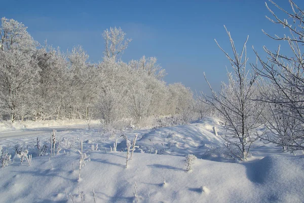 Floresta Inverno Floresta Inverno — Fotografia de Stock
