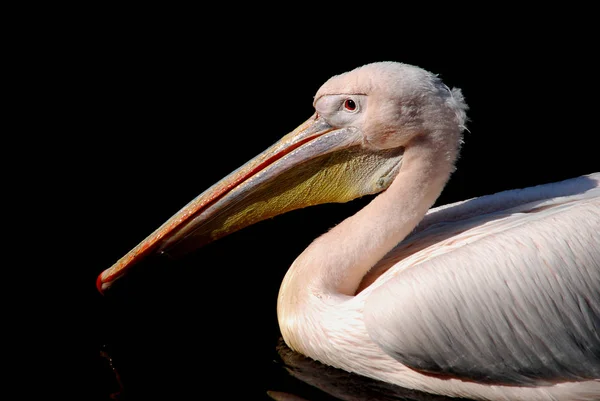 Oiseau Baignade Concept Sauvagerie — Photo