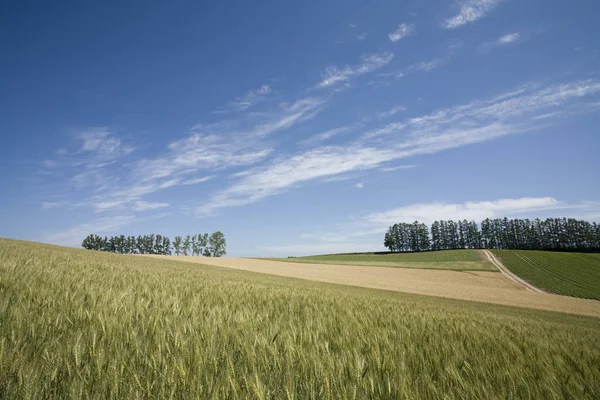 田舎の農業風景穀物栽培 — ストック写真