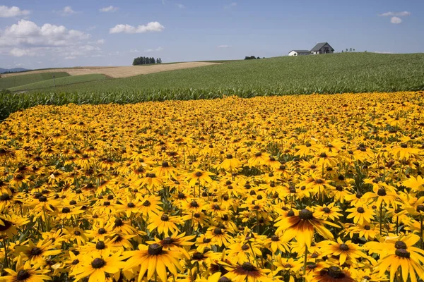 Feldpflanzen Auf Dem Land Landwirtschaft — Stockfoto