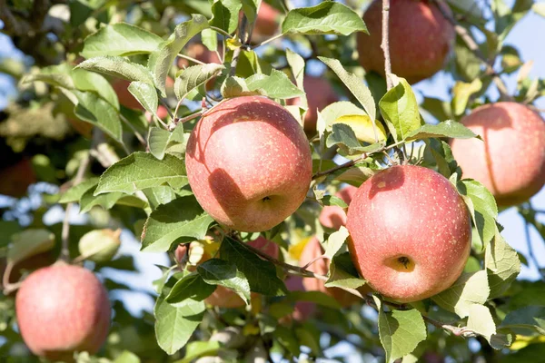 Свіжі Стиглі Яблука Здорове Харчування — стокове фото
