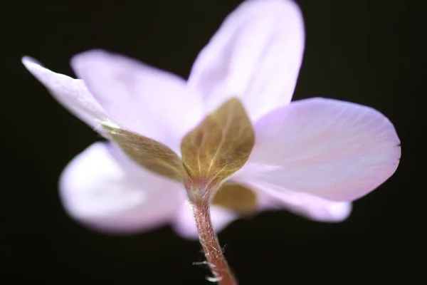 Piękny Botaniczny Strzał Naturalna Tapeta — Zdjęcie stockowe