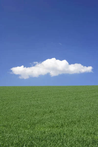 Campagna Agricoltura Frumento Campo — Foto Stock