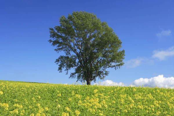 Schöne Aussicht Auf Die Natur — Stockfoto