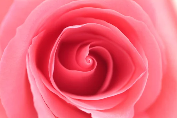 Rosa Rosa Flor Primer Plano — Foto de Stock