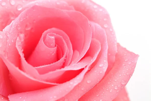 Pink Rose Water Drops — Stock Photo, Image