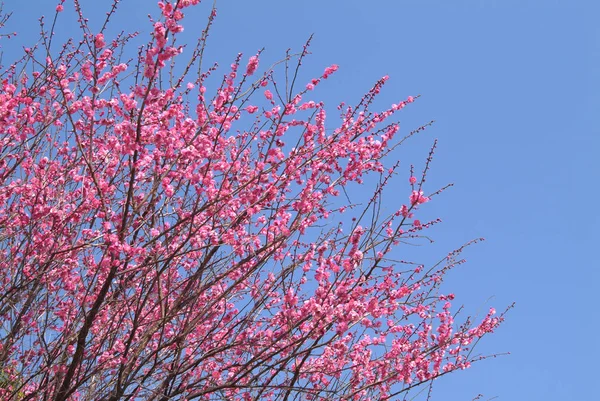 아름다운 식물학적 — 스톡 사진