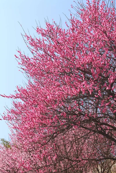 美丽的花朵 花卉概念背景 — 图库照片