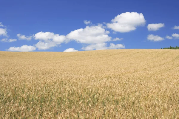 Campo Trigo Cultivo Cereales Paisaje Agrícola Rural — Foto de Stock