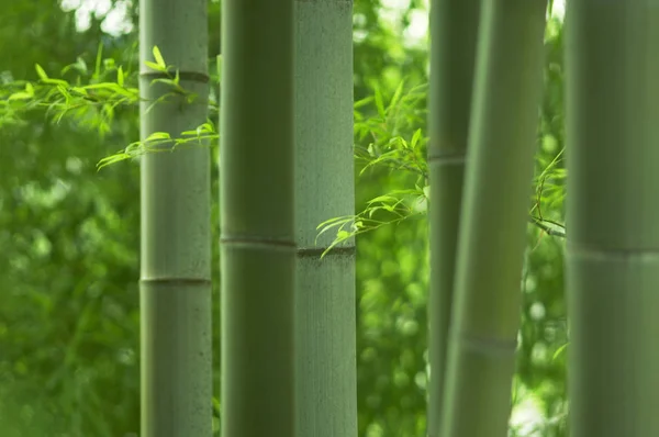 Bamboo Forest Trees Trunks — Stock Photo, Image