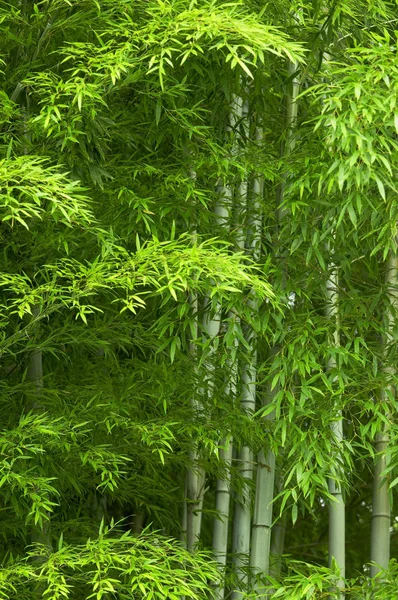 Foresta Bambù Tronchi Albero — Foto Stock
