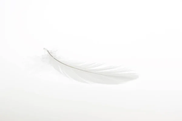 白い背景の羽 — ストック写真