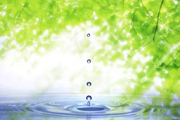 緑の葉に水が落ち — ストック写真