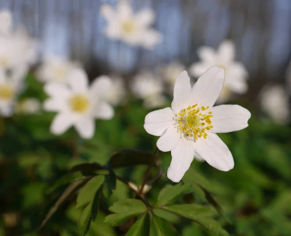 Vita Kronblad Blåklint Blommande Flora — Stockfoto