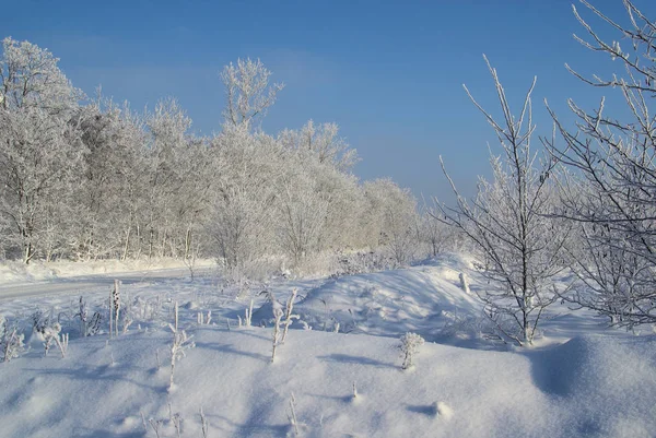 Forest Winter Forest Winter Royalty Free Stock Photos