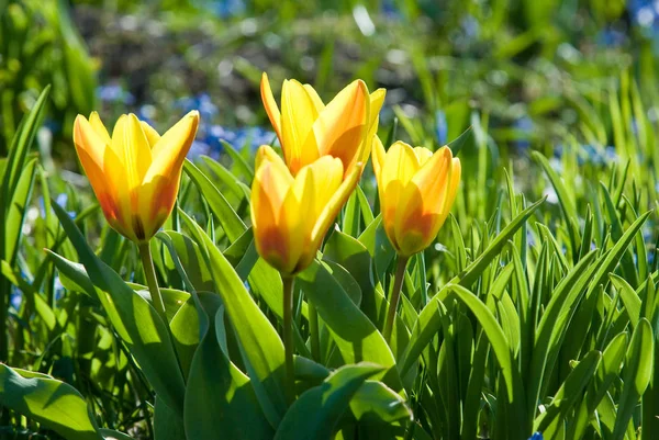 Tulpan Blommor Flora Våren — Stockfoto